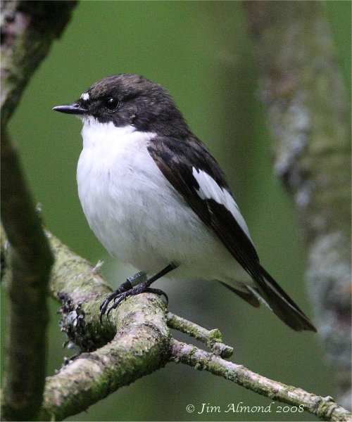 Pied Flycatcher Purlogue 23 5 08  IMG_7061